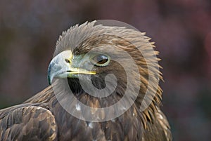 Golden Eagle portrait