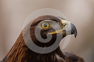 Golden eagle portrait close up of head