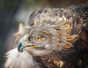 Golden Eagle Portrait - Intense Look - Closeup Detail