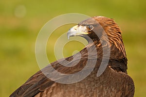 Golden eagle