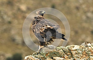 Dorado águila representa botín 