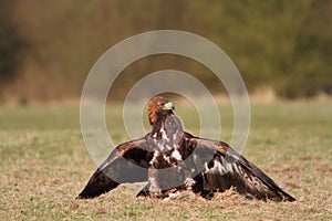 Golden Eagle with prey