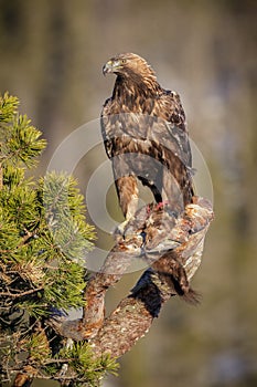 Golden eagle with prey