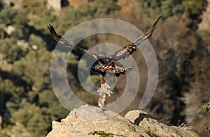 Golden eagle prey is carried in the claws photo