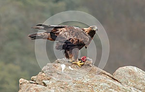 Golden eagle prey is eaten