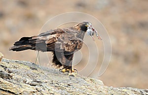 Golden eagle with prey in its beak