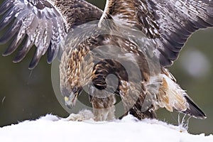 Golden eagle preying on a show shoe hare in winter