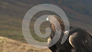 Golden eagle resting amongst the heather, above Glyn Glas