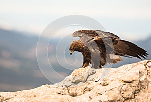 Golden Eagle on a rock