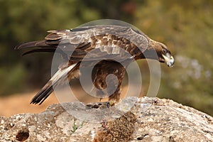 D'oro aquila sul rocce 