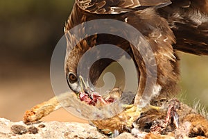 Dorado águila sobre el rocas 