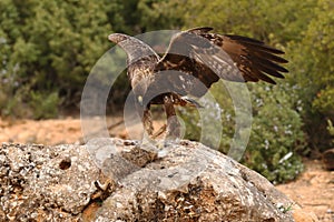 Dorado águila sobre el rocas 