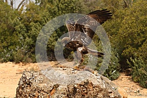 Dorado águila sobre el rocas 