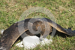 Golden eagle and it's prey on the grass, circa Almaty, Kazakhstan.