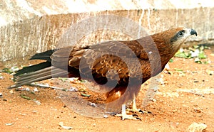 Golden Eagle`s side view