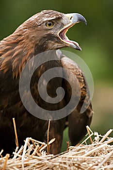 Golden Eagle - Scotland