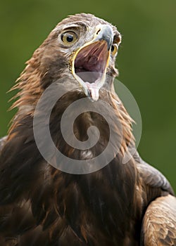 Golden Eagle - Scotland