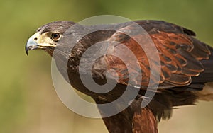 Golden Eagle - Scotland