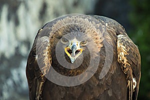 Golden eagle scream photo