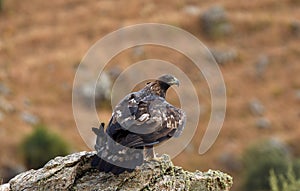 Golden eagle in the sierra of Avila