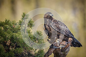 Golden eagle