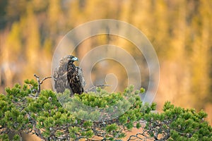 Golden eagle