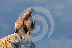 Golden Eagle Sitting on a Rock