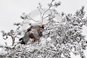 Golden Eagle in snow covered Tree