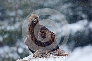 Golden Eagle in snow with kill hare, snow in the forest during winter photo