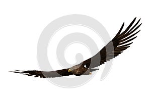 Golden Eagle soaring, 3D illustration isolated on white background