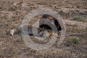 Golden Eagle in training