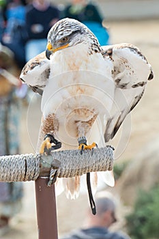 Golden eagle during a training sesion photo