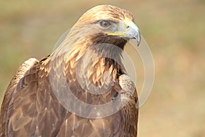 Golden eagle photo