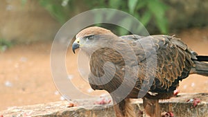 Golden Eagle at VOC Park