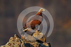 Golden eagle,walking between the stone, Rhodopes mountain, Bulgaria. Eagle, evening light, brown bird of prey with big wingspan.