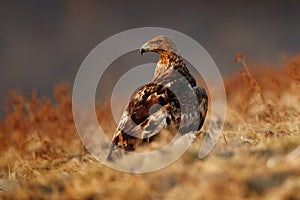 Golden eagle,walking between the stone, Rhodopes mountain, Bulgaria. Eagle, evening light, brown bird of prey with big wingspan.