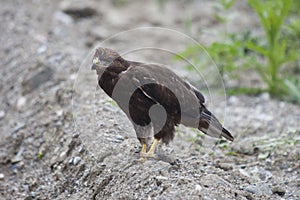 Golden eagle (Aquila chrysaetos)