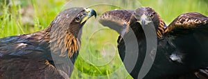 Golden eagles - closeup in the detail