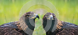 Golden eagles - closeup in the detail