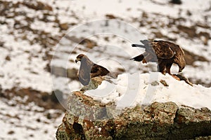 Golden eagles on the snowy mountain