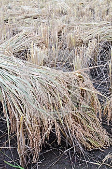 Golden ear of rice in paddle field