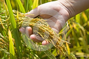 Golden ear of rice,paddy in hand photo