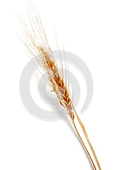 Golden ear of wheat