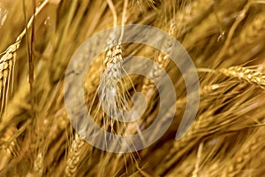 Golden ear of wheat mature russia background rustic background light plant many plants pattern