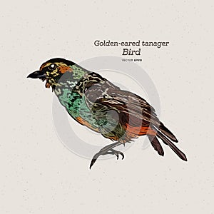 The golden-eared tanager is a species of bird in the family Thraupidae. Hand draw sketch vector