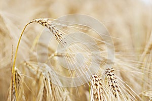 Golden ears of barley