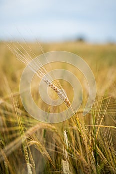 Golden ears of barley. Harvest of ripe wheat. Field of wheat, agriculture. Background of ripening ears of meadow barley