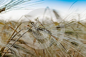 Golden ears of barley, summer in the harvest season, in the fields of Russia in the Rostov region. Dry yellow grains