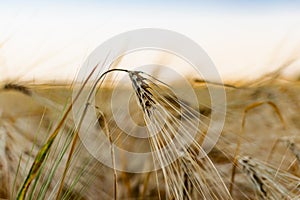 Golden ears of barley, summer in the harvest season, in the fields of Russia in the Rostov region. Dry yellow grains