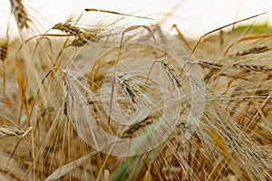 Golden ears of barley, summer in the harvest season, in the fields of Russia in the Rostov region. Dry yellow grains